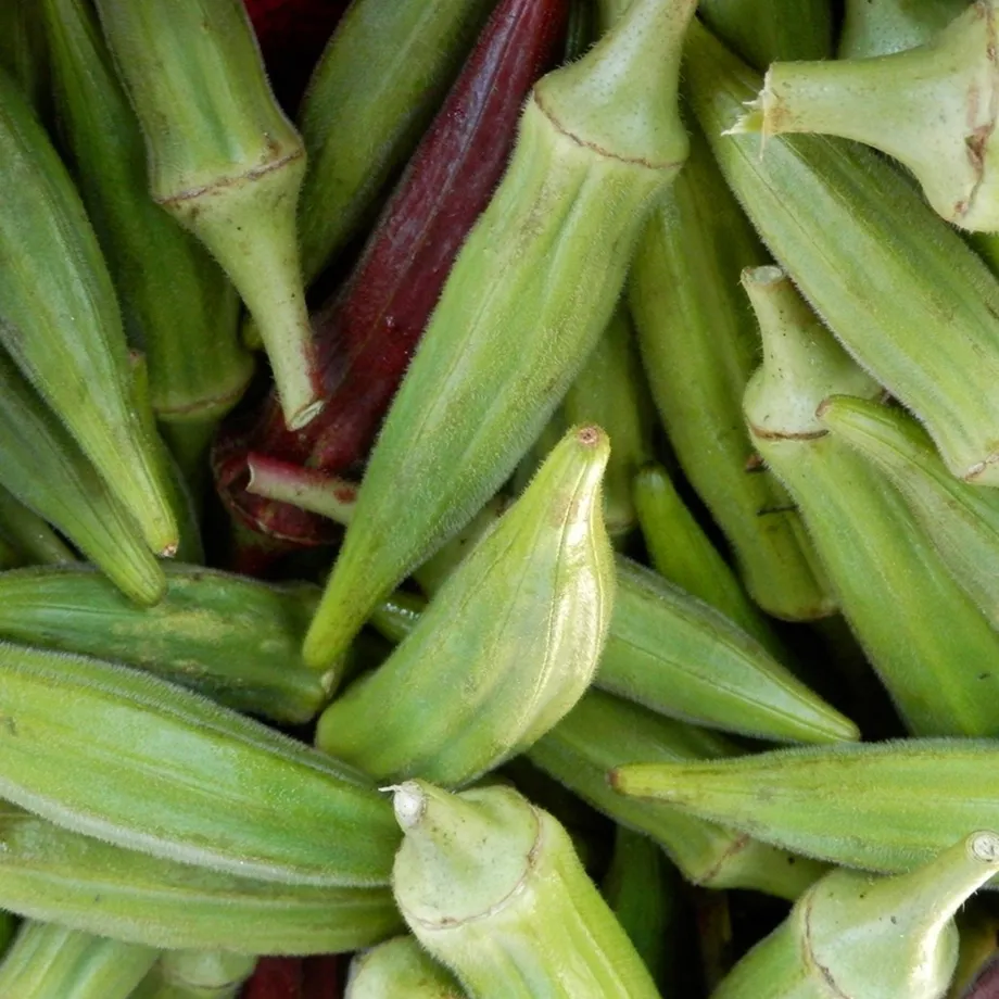 Ibišek jedlý semínka Okra burgunda snadné pěstování uvnitř, venku, na záhonech, v květináčích Ibiškovec jedlý semena 10 ks