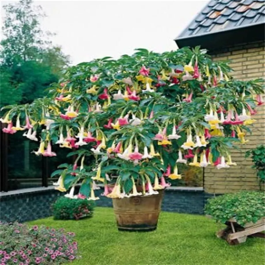 Krásná semínka venkovní rostliny Andělské trumpety - Brugmansia suaveolens