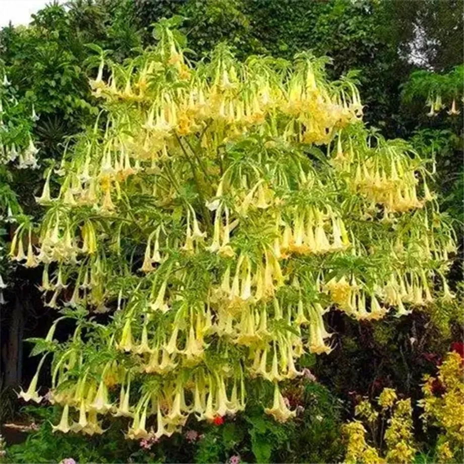 Krásná semínka venkovní rostliny Andělské trumpety - Brugmansia suaveolens