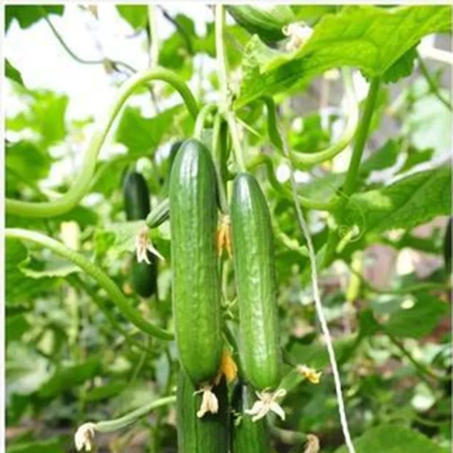 Semena zeleniny Okurka Cucumis Sativus