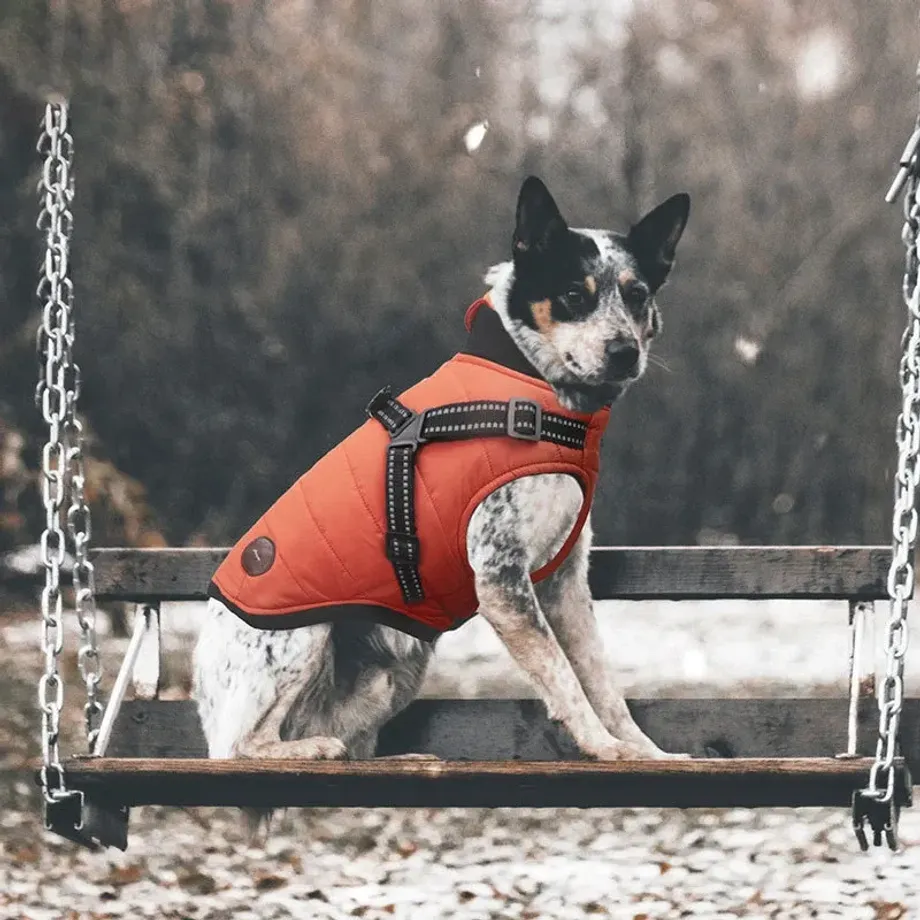 Teplá zimní bunda s postrojem pro malé psy