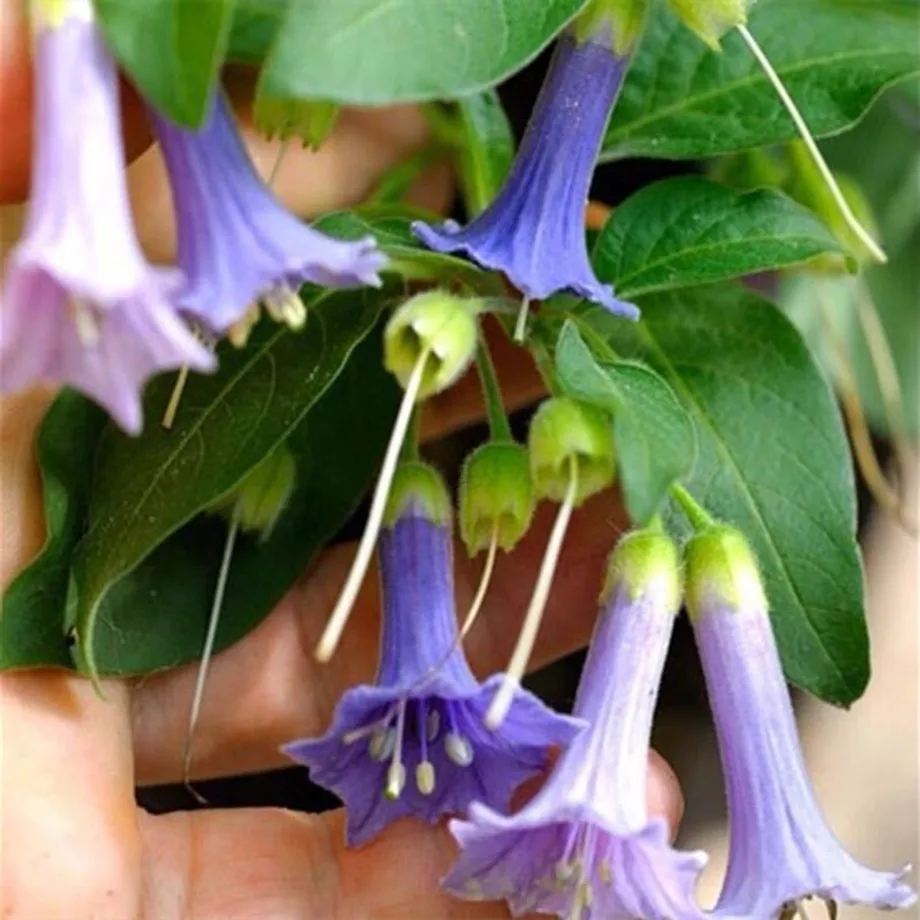 Krásná semínka venkovní rostliny Andělské trumpety - Brugmansia suaveolens