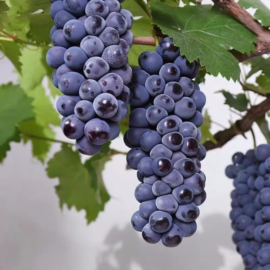 Semena sladkých a barevných odrůd hroznového vína - Sweet Grape