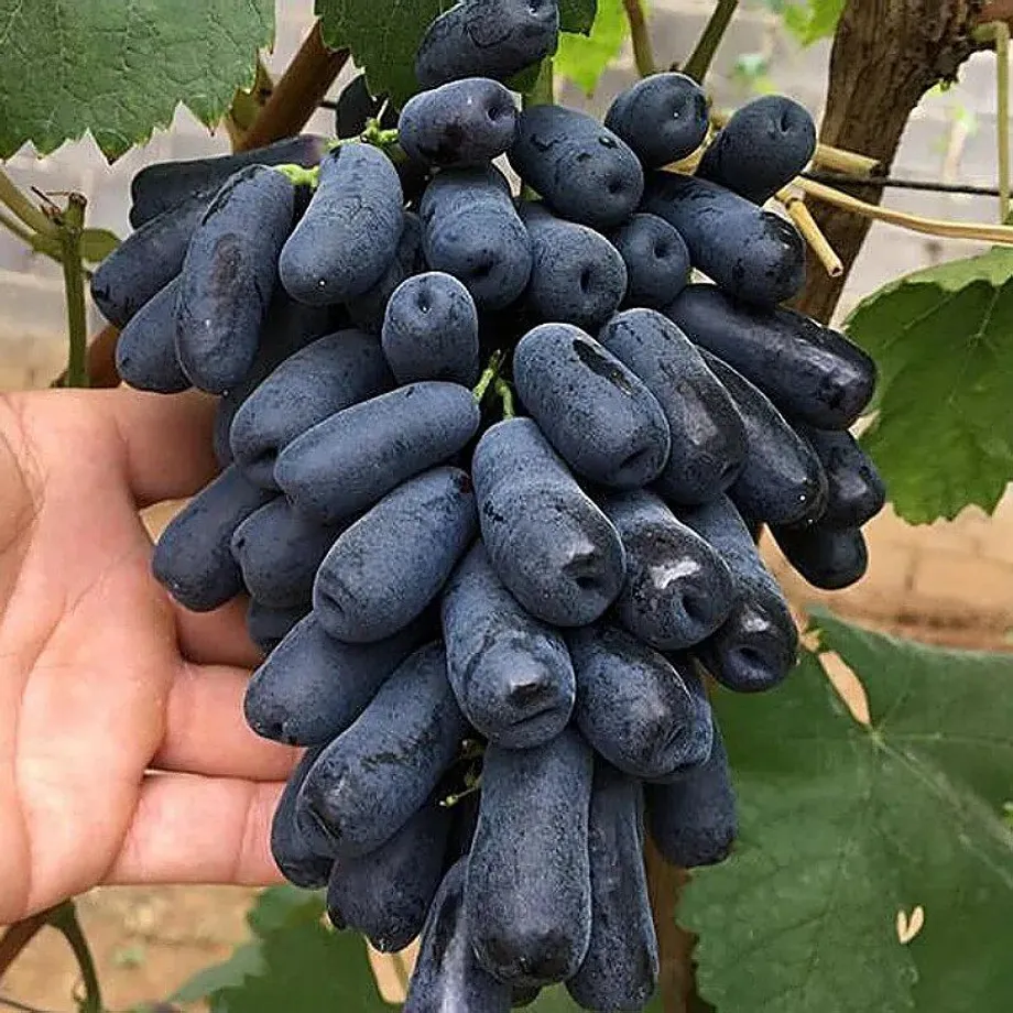 Semena sladkých a barevných odrůd hroznového vína - Sweet Grape