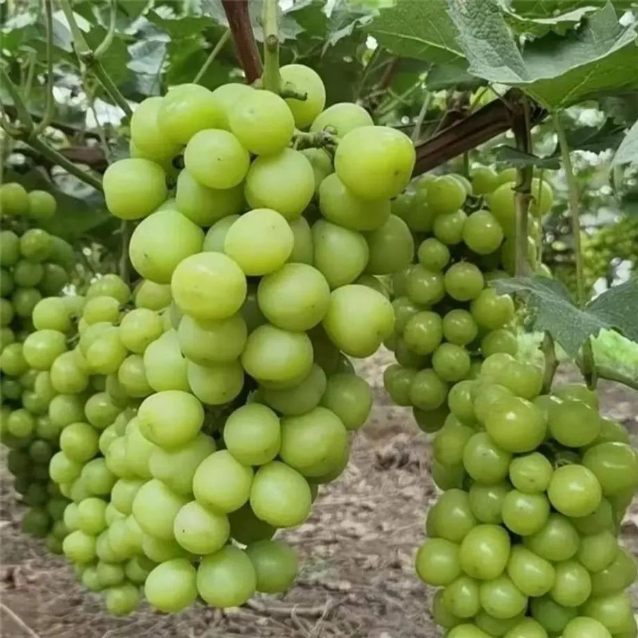 Semena sladkých a barevných odrůd hroznového vína - Sweet Grape