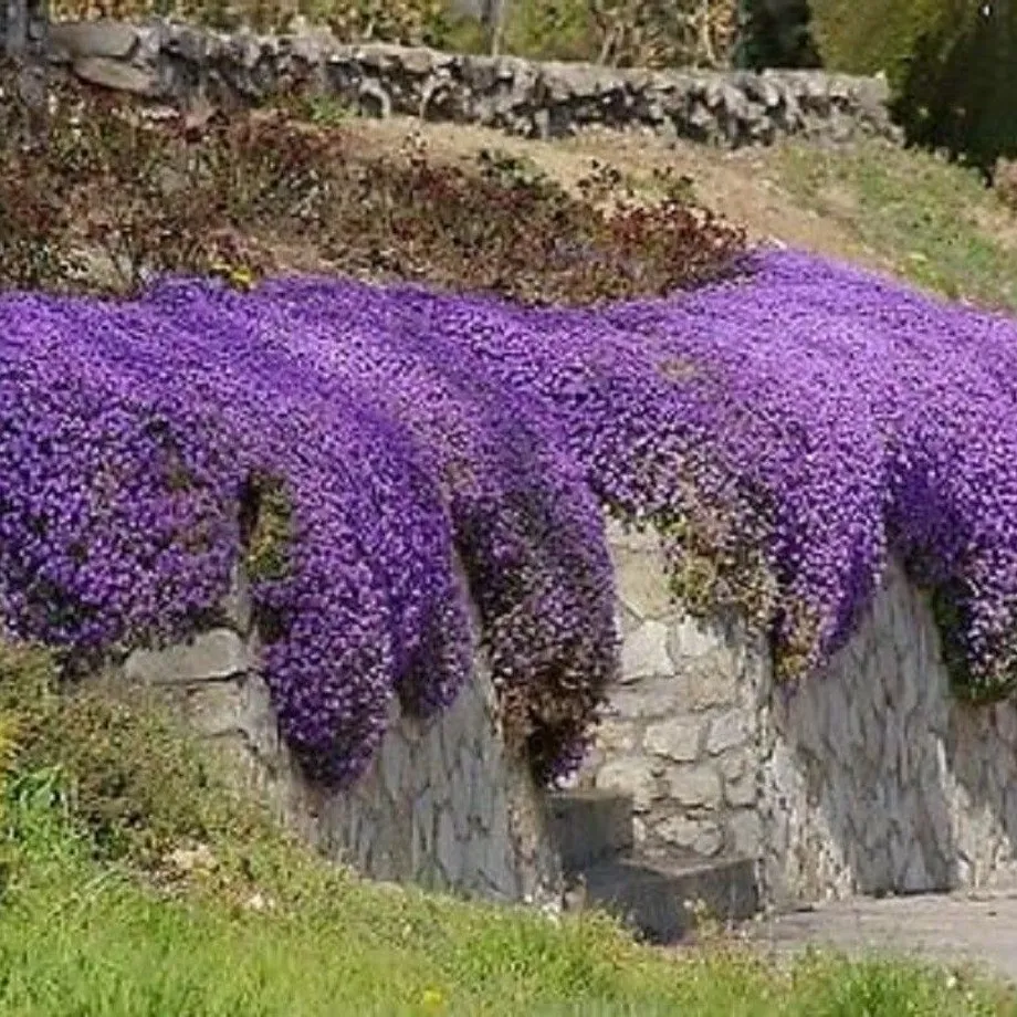 Modrofialová tařička Rock Cress Cascade letnička Lobelka převislá dekorace balkónů a teras do truhlíku snadné pěstování semínka 600 ks