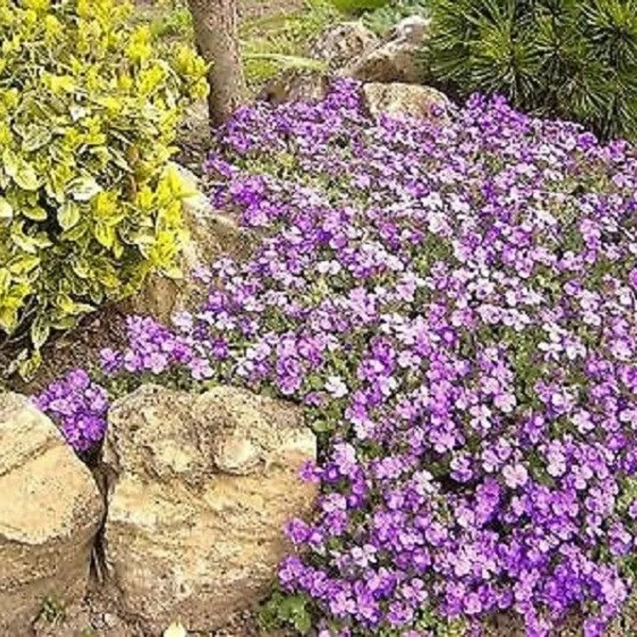 Modrofialová tařička Rock Cress Cascade letnička Lobelka převislá dekorace balkónů a teras do truhlíku snadné pěstování semínka 600 ks