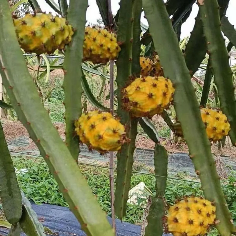 Semena exotického ovoce - Pitaya nebo barevné odrůdy kiwi