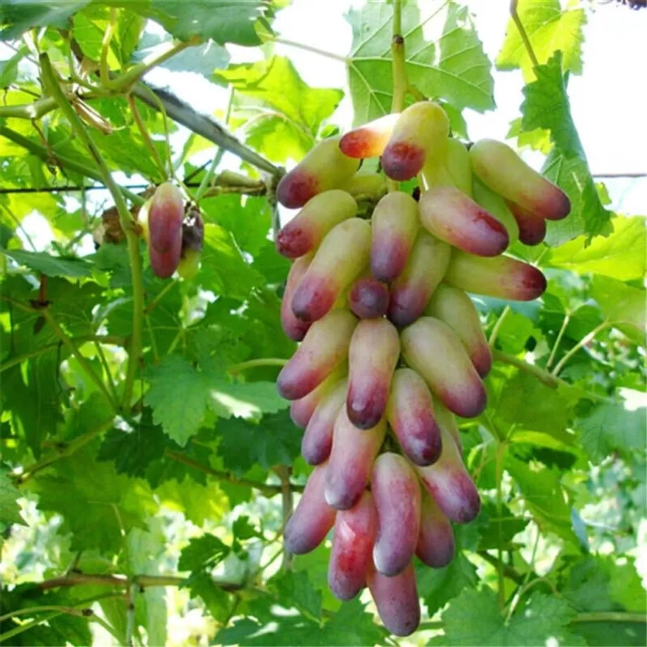 Semena sladkých a barevných odrůd hroznového vína - Sweet Grape