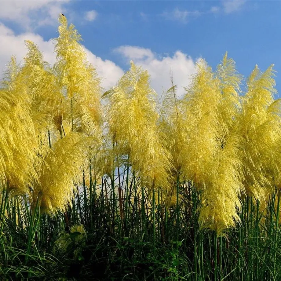 Semínka barevné Cortaderia selloana - Pampová tráva