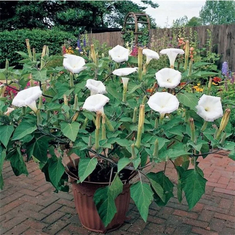 Krásná semínka venkovní rostliny Andělské trumpety - Brugmansia suaveolens