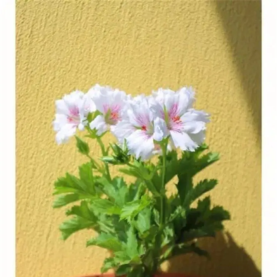 Semínka krásné a pestrobarevné Pelargonie velkokvětá