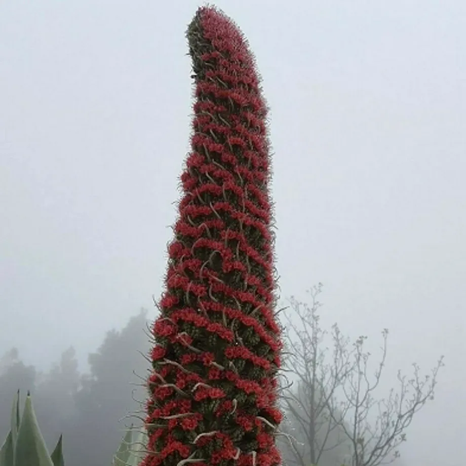 Hadinec teidský Echium wildpretii bylina Snadné pěstování venku 25 ks semínek