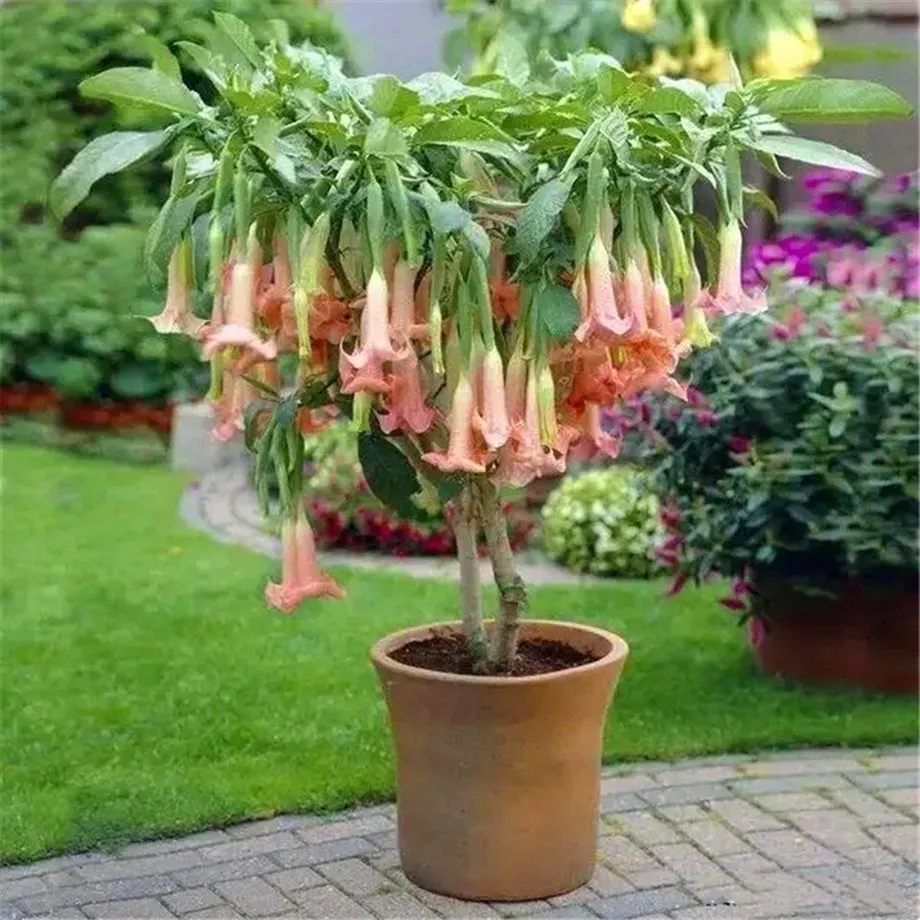 Krásná semínka venkovní rostliny Andělské trumpety - Brugmansia suaveolens