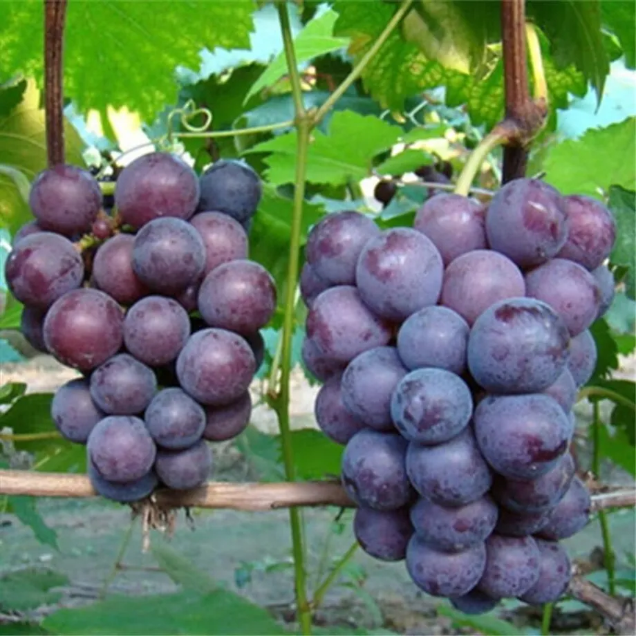 Semena sladkých a barevných odrůd hroznového vína - Sweet Grape