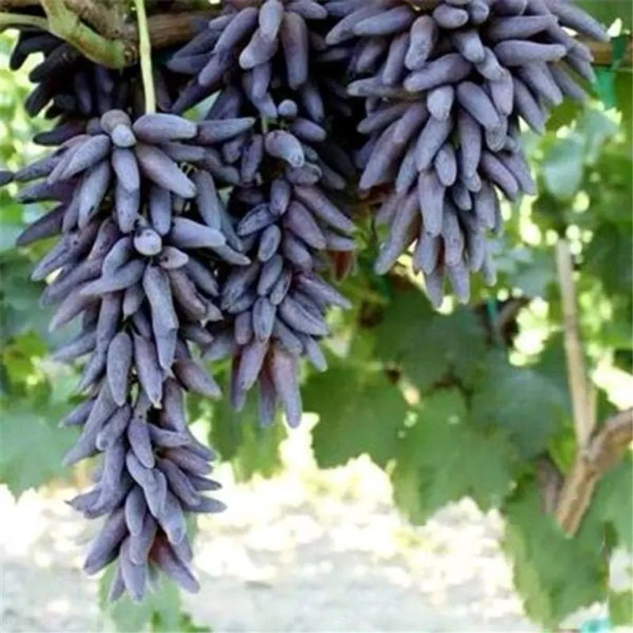 Semena sladkých a barevných odrůd hroznového vína - Sweet Grape