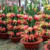 Pitaya 100Pcs 1